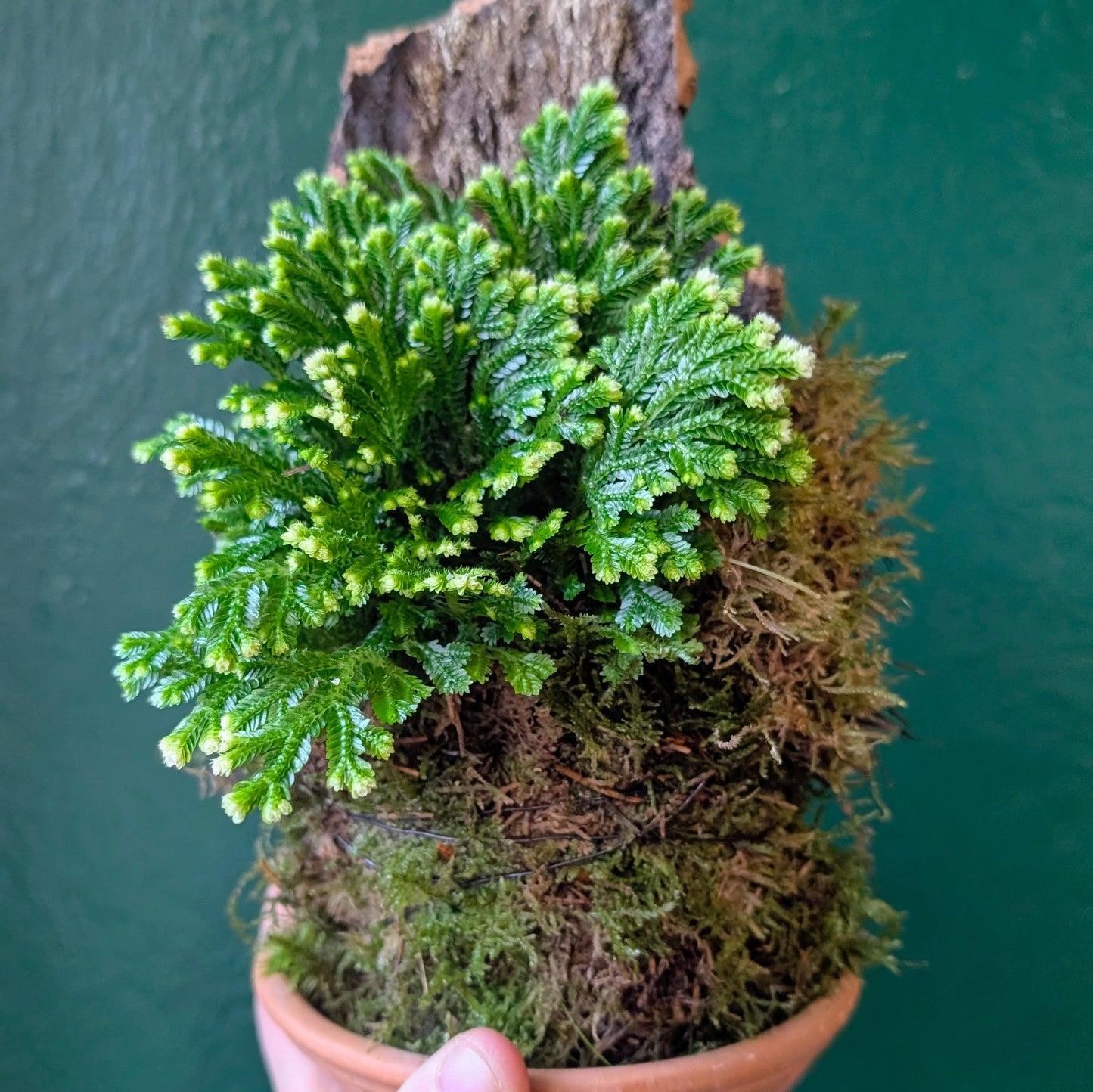 28/02/2026 at 11am Mounted Cork Kokedama workshop