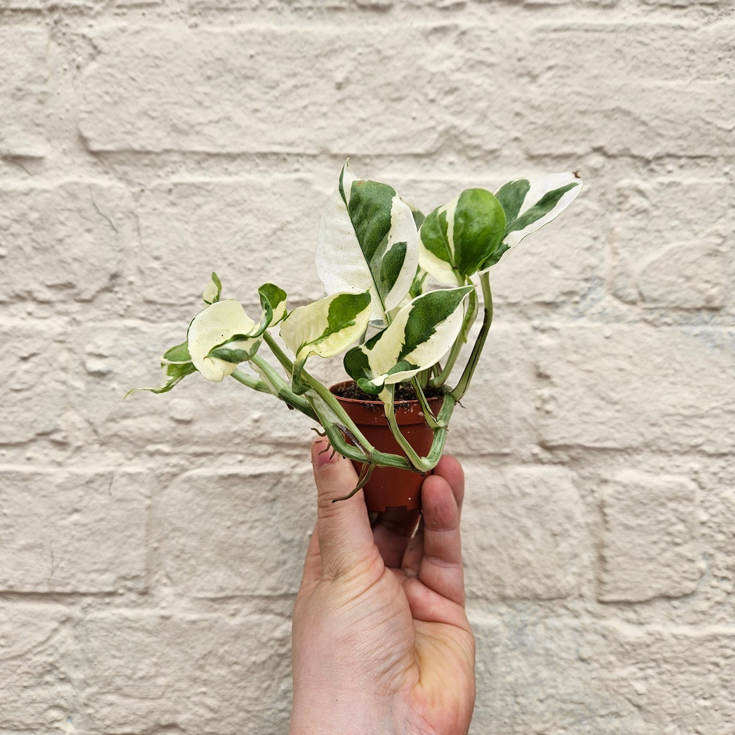 Epipremnum aureum 'N joy' (Pothos/ Devils Ivy)