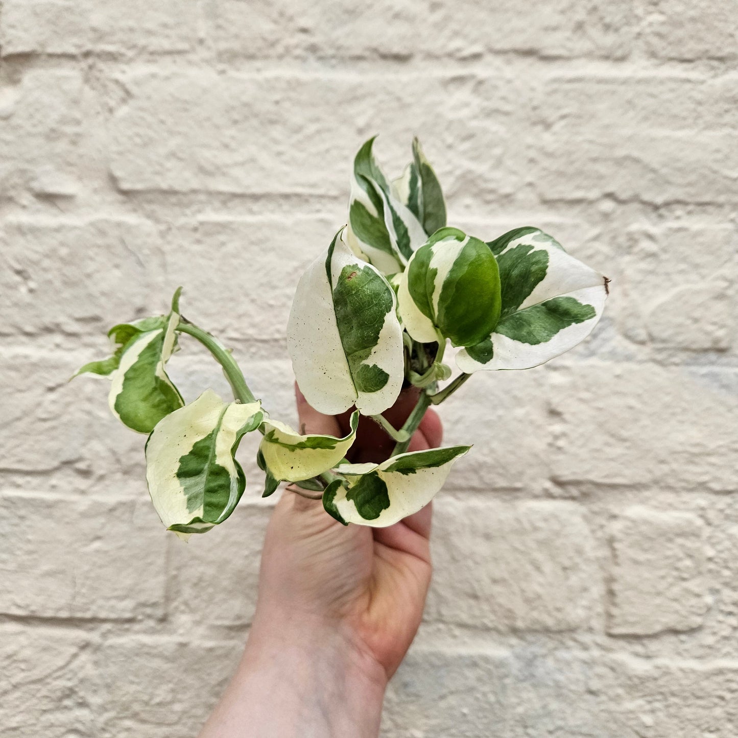 Epipremnum aureum 'N joy' (Pothos/ Devils Ivy)