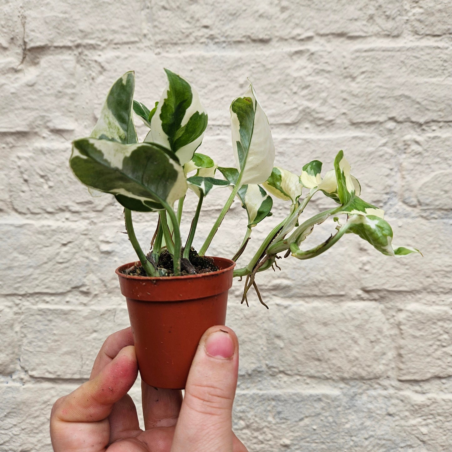 Epipremnum aureum 'N joy' (Pothos/ Devils Ivy)