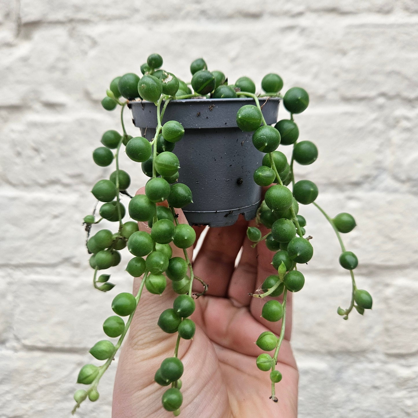 Curio rowleyanus syn. Senecio rowleyanus (String of beads/pearls) Various sizes