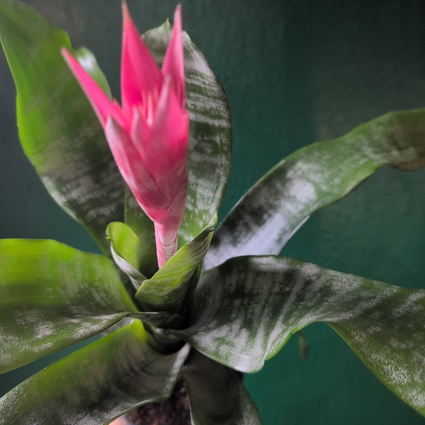 Aechmea fasciata 'Primera' (Urn Plant)