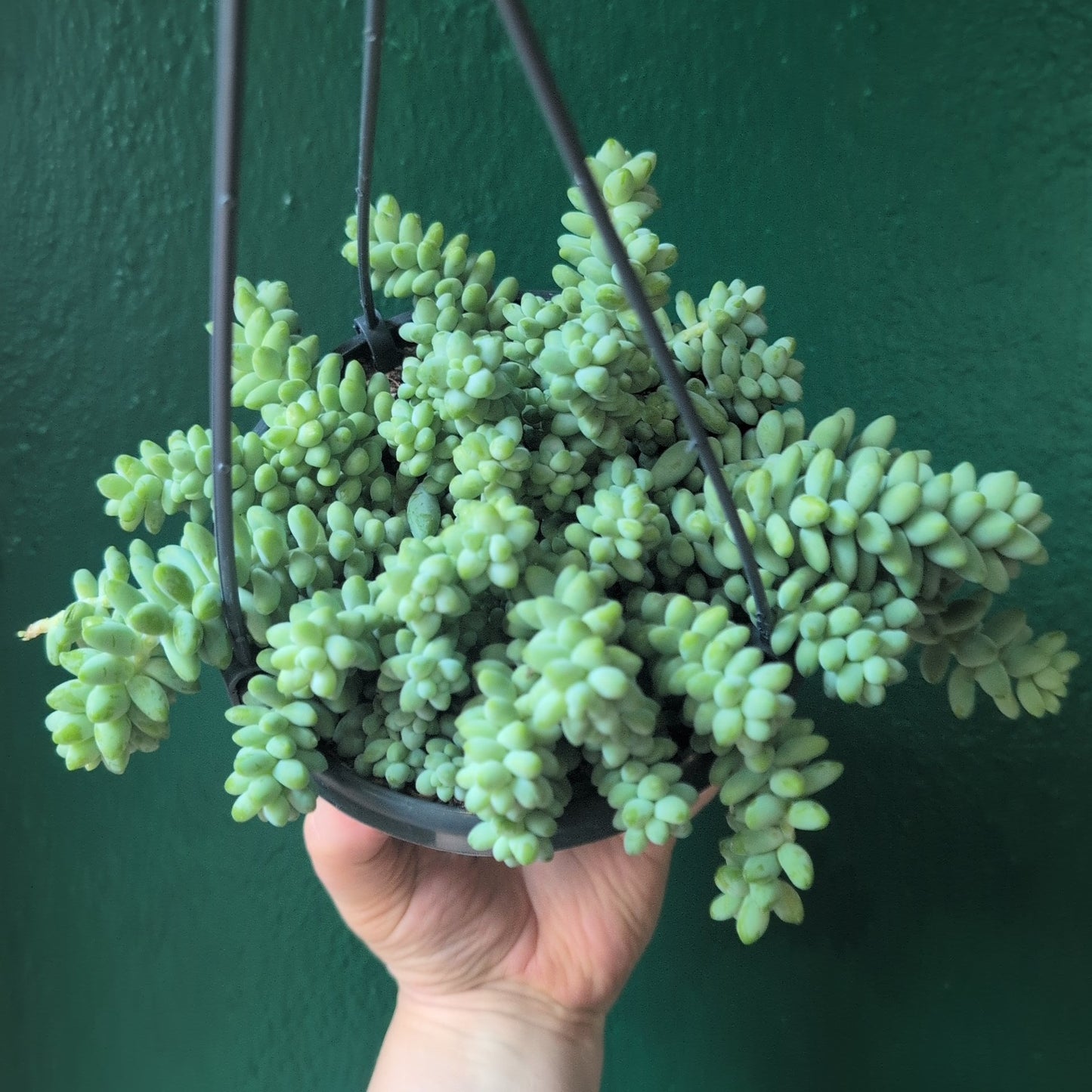 Sedum morganianum 'Burrito' (Burros Tail / Donkey Tail) Various sizes
