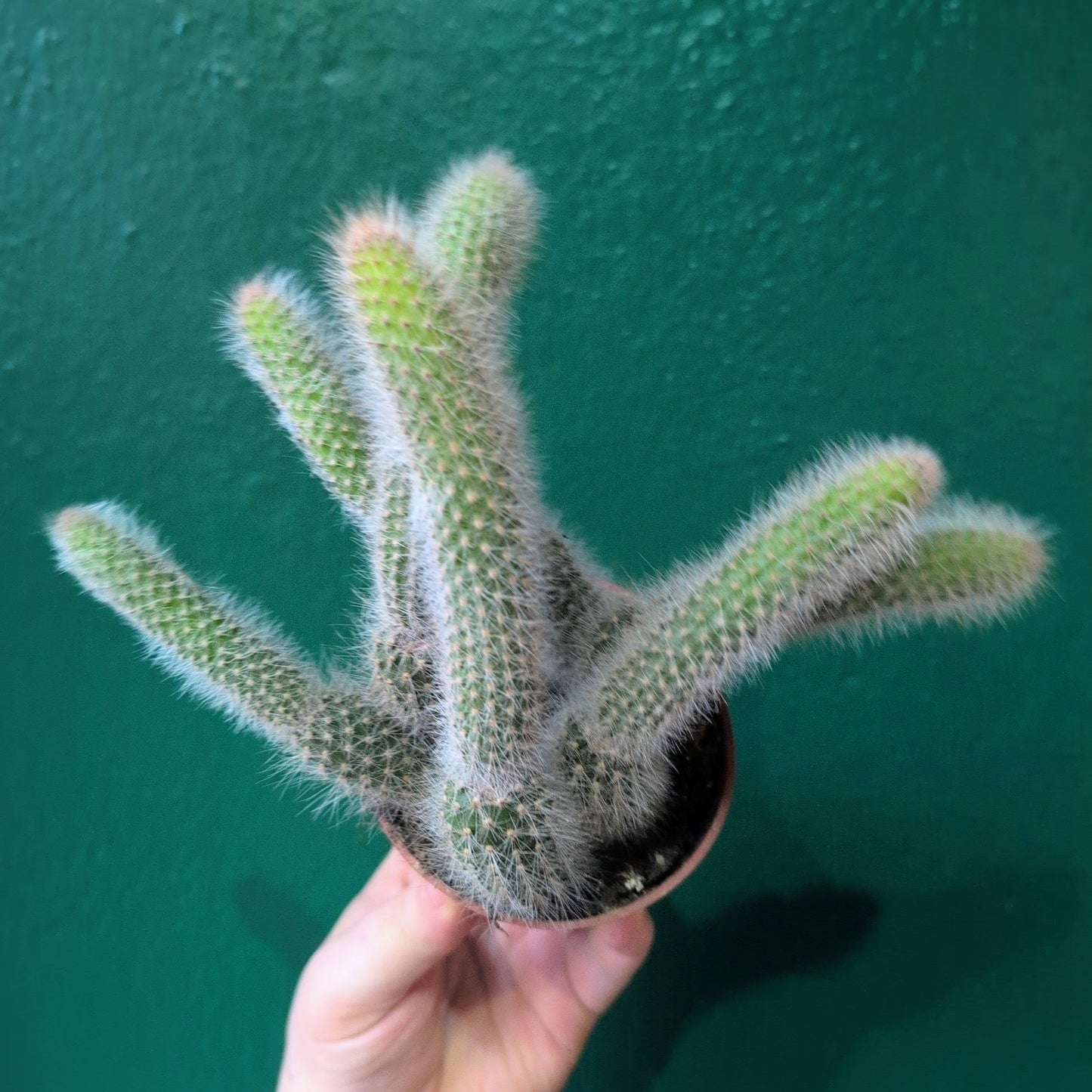 Cleistocactus colademononis syn. Hildewinteria colademononis (Monkey Tail Cactus)