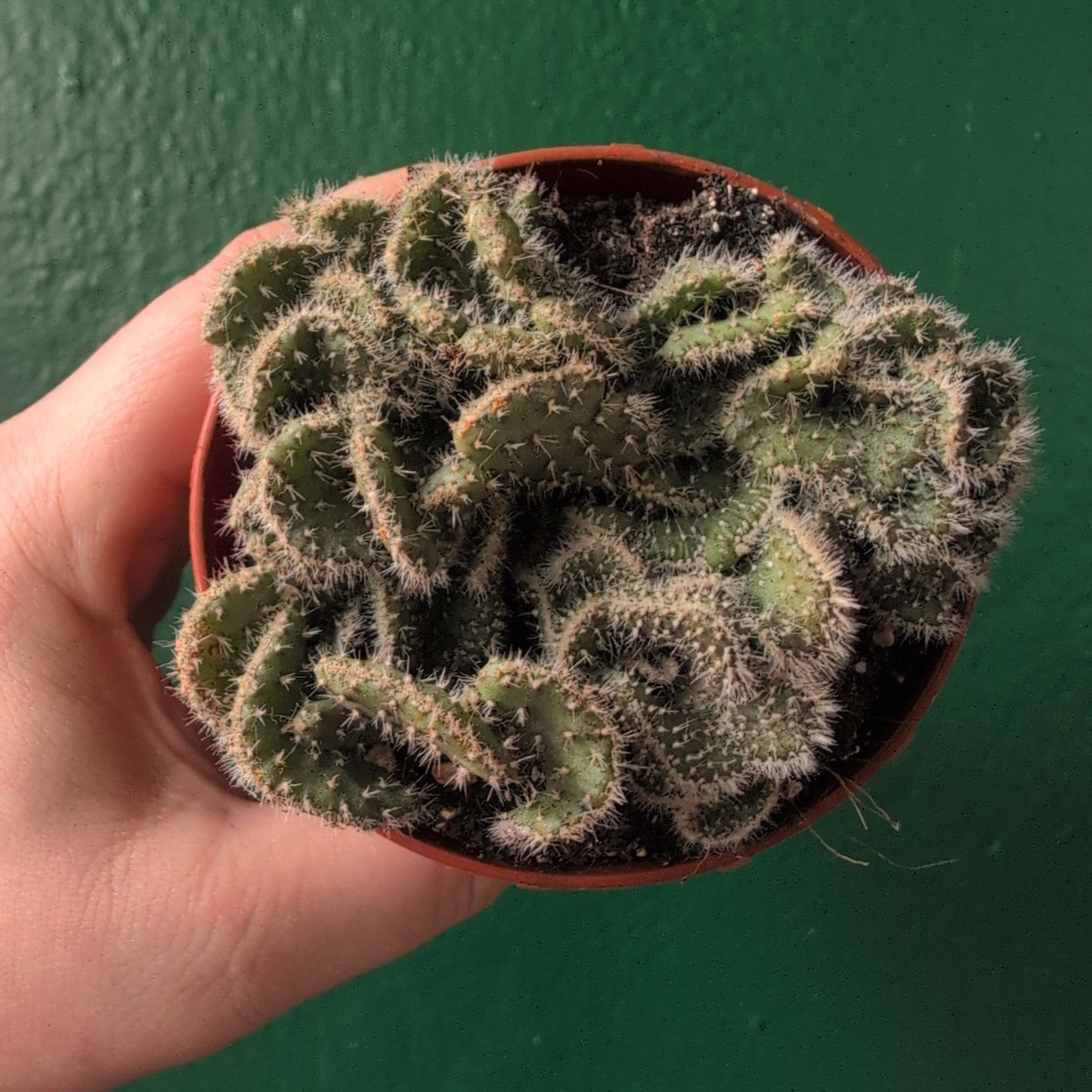 Opuntia cylindrica cristata (Crested Eve’s Needle Cactus)