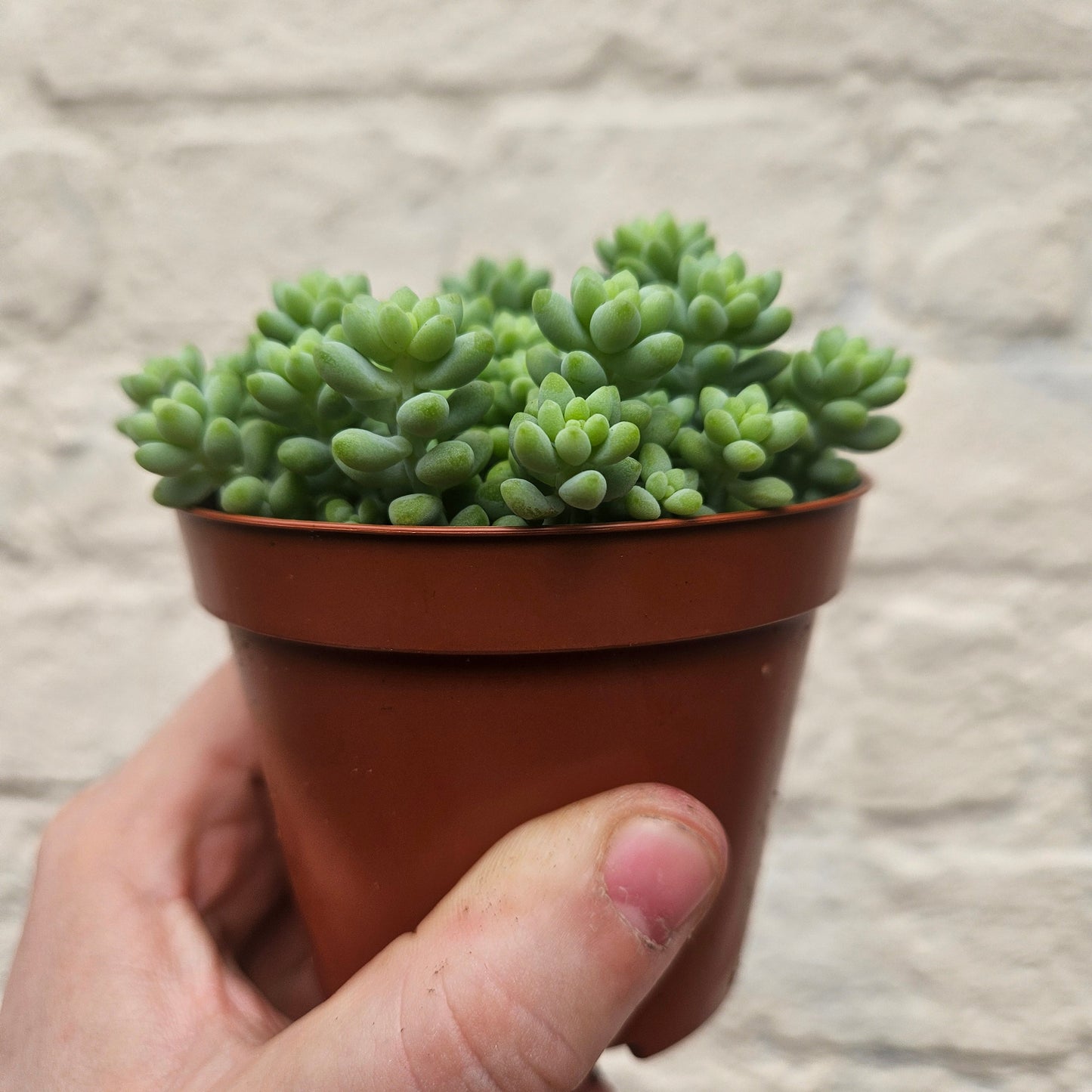 Sedum morganianum 'Burrito' (Burros Tail / Donkey Tail) Various sizes