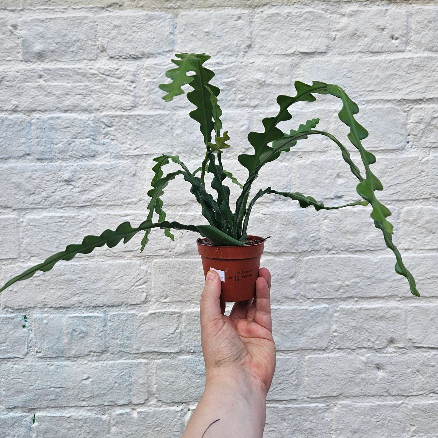 Disocactus anguliger syn. Epiphyllum anguliger (Fishbone Cactus)- Multiple sizes