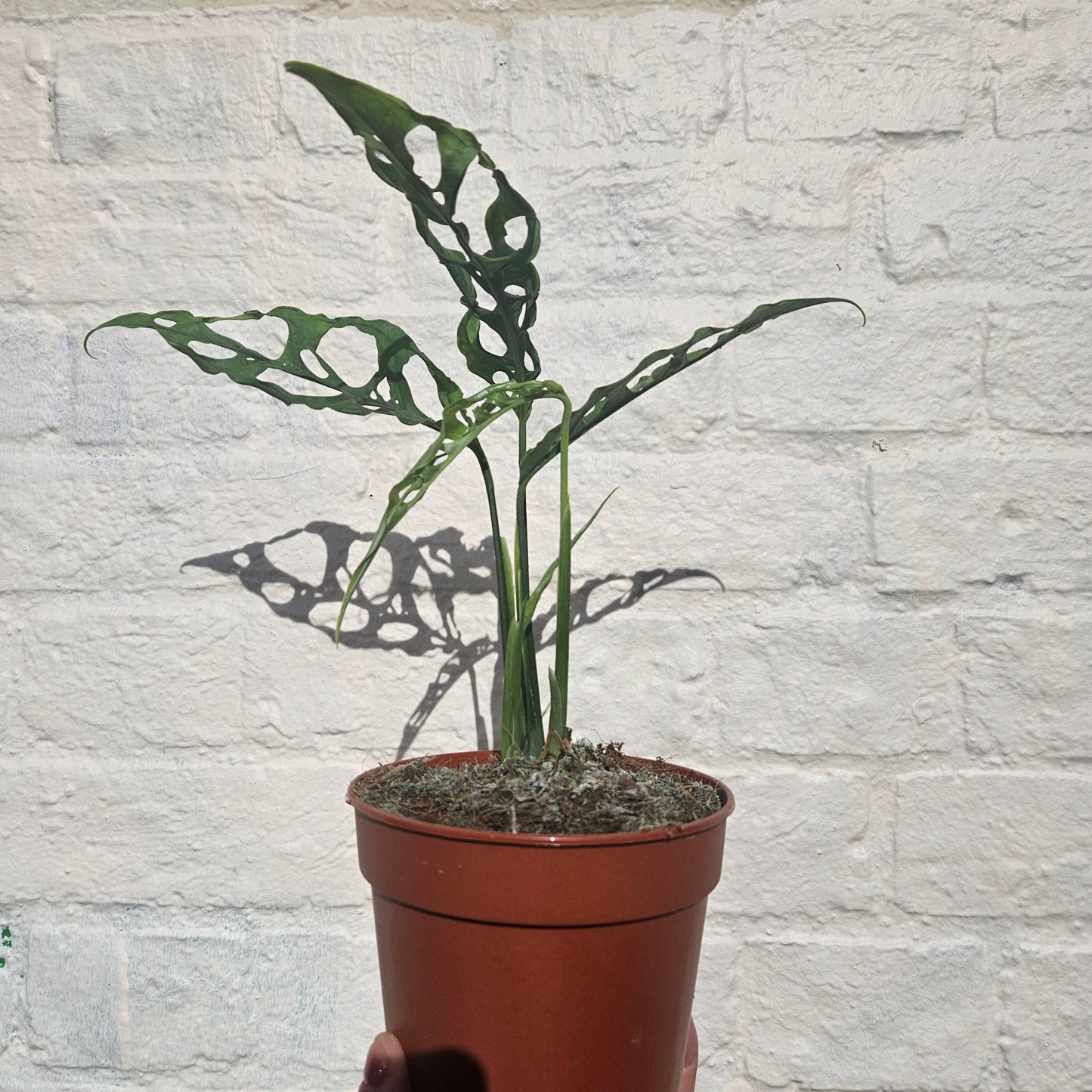 Monstera obliqua 'Peru Form' (Swiss Cheese Vine) - RARE