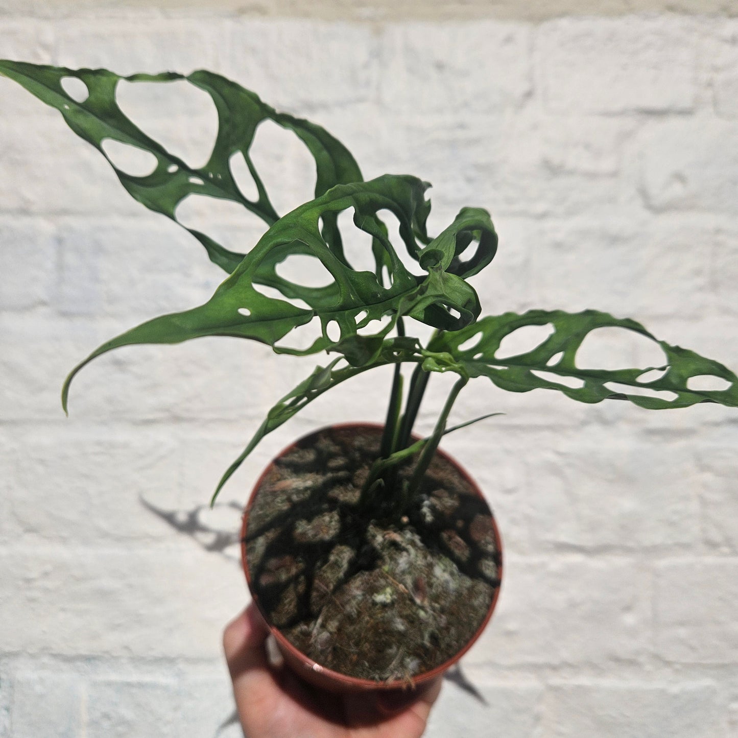 Monstera obliqua 'Peru Form' (Swiss Cheese Vine) - RARE