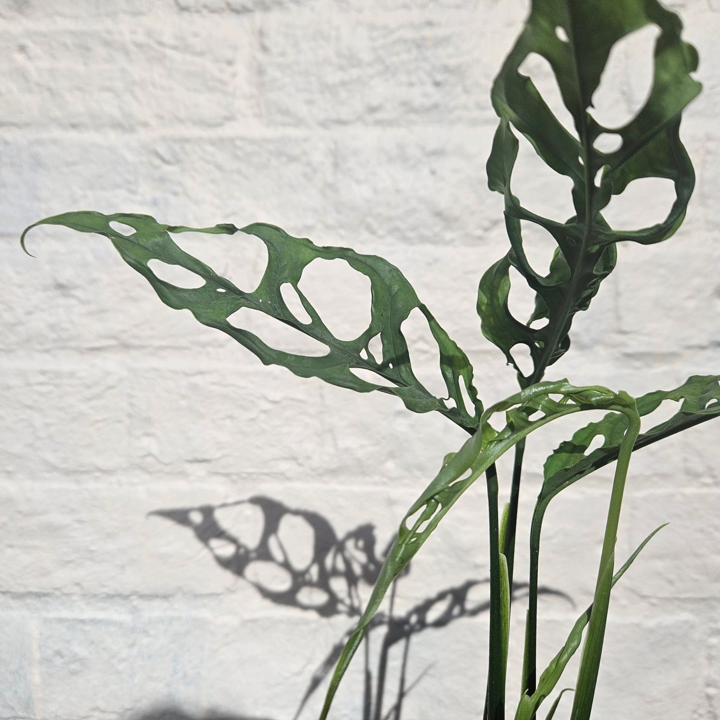 Monstera obliqua 'Peru Form' (Swiss Cheese Vine) - RARE