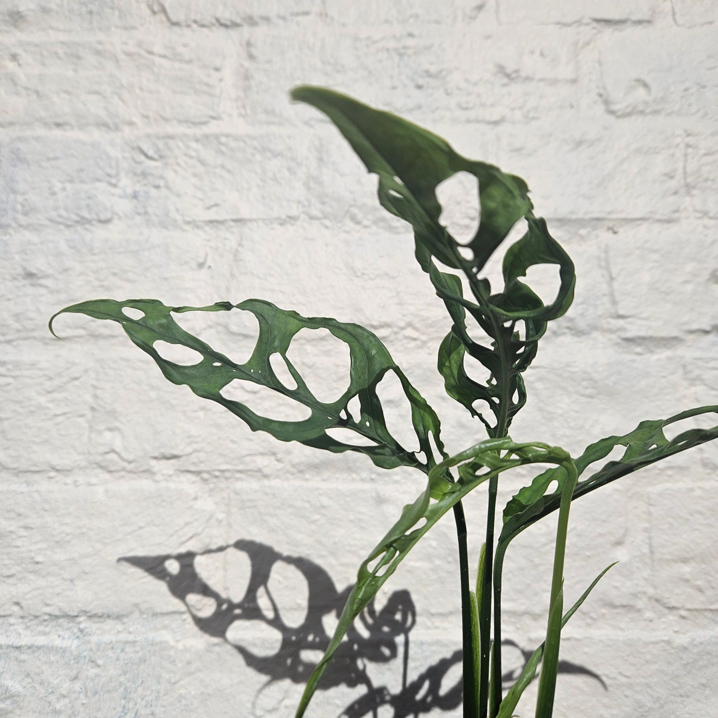 Monstera obliqua 'Peru Form' (Swiss Cheese Vine) - RARE