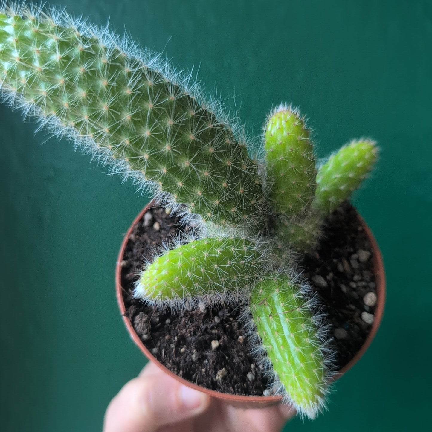 Cleistocactus colademononis syn. Hildewinteria colademononis (Monkey Tail Cactus)