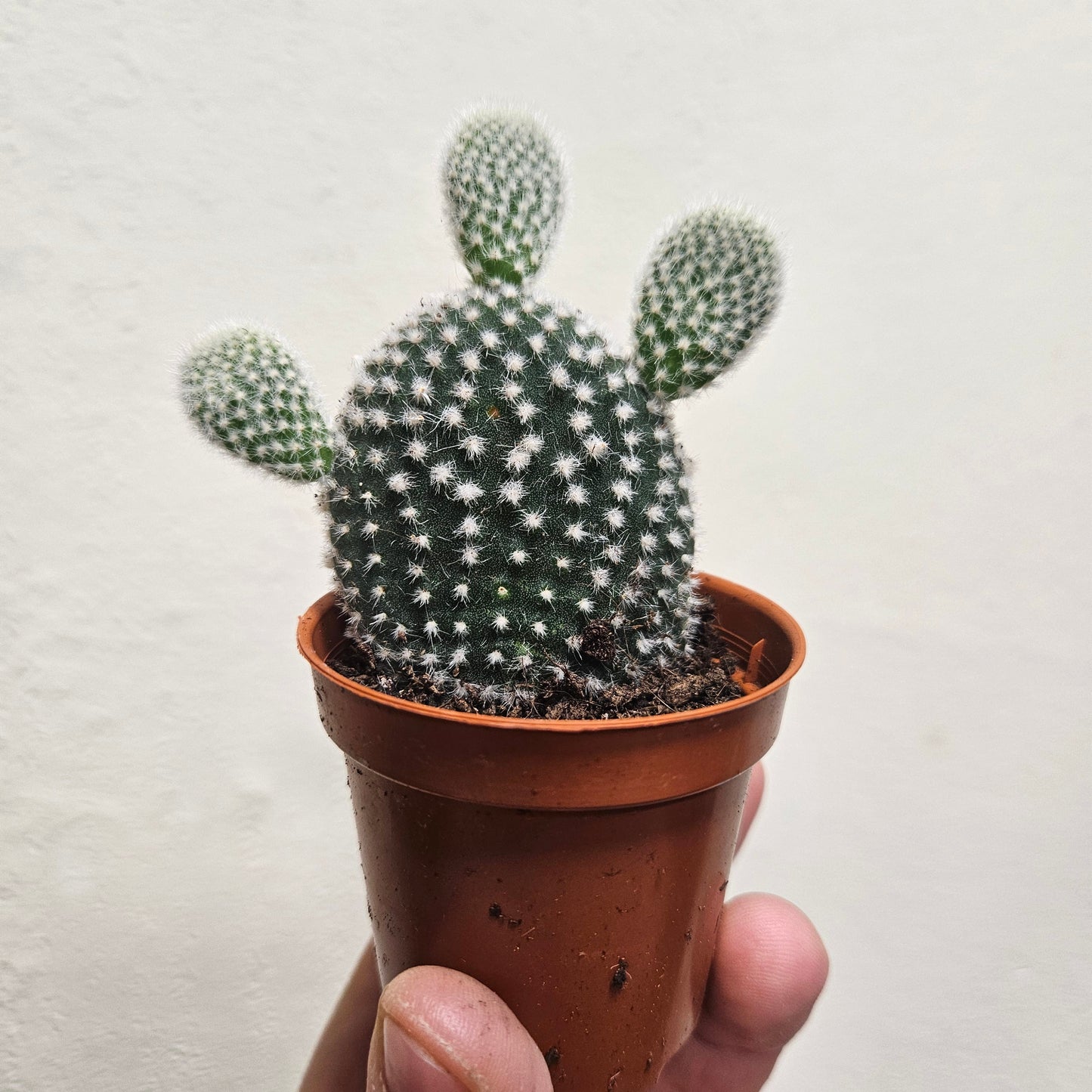 Opuntia microdasys Varieties (Bunny ear/ Angel wing cactus)