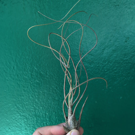 Tillandsia Butzii (Air Plant)