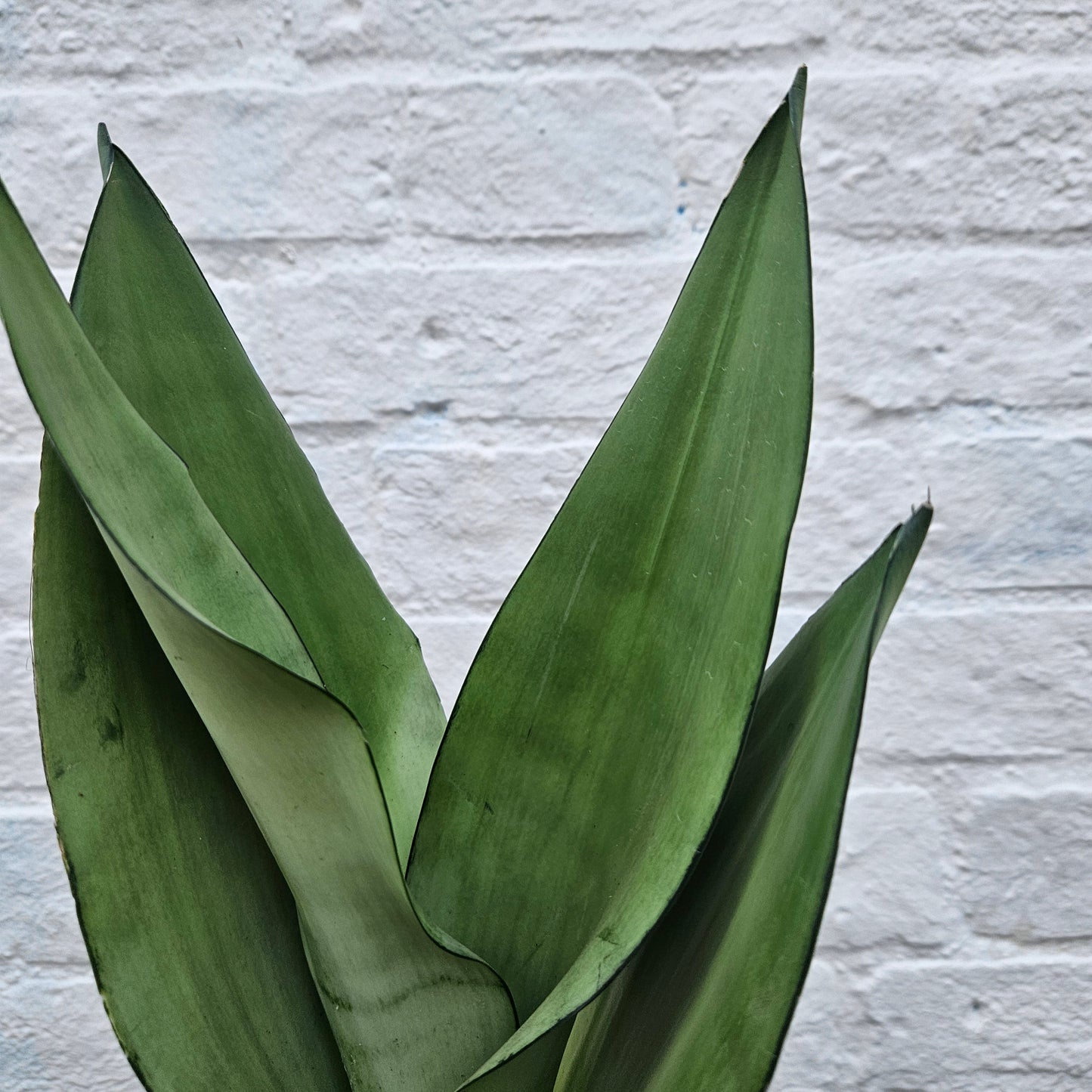 Sansevieria trifiasciata 'Moonshine'