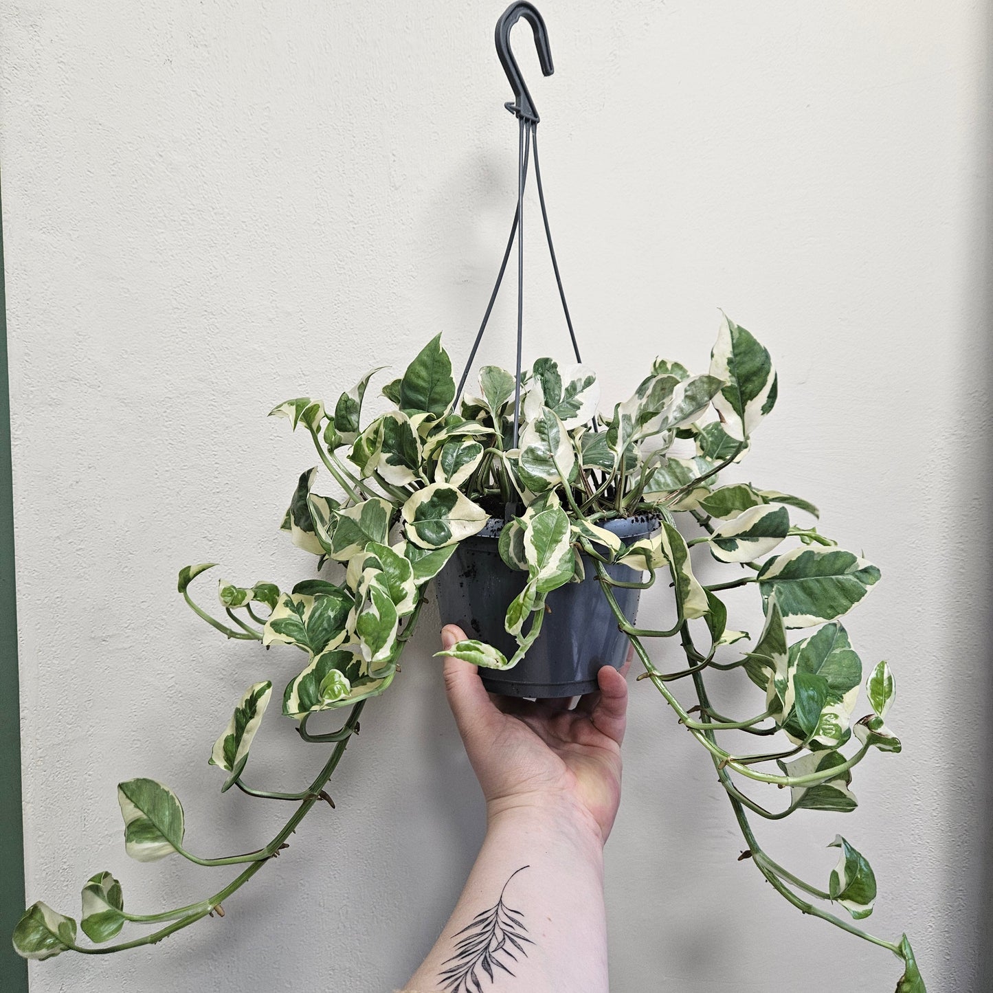 Epipremnum aureum 'N joy' (Pothos/ Devils Ivy)