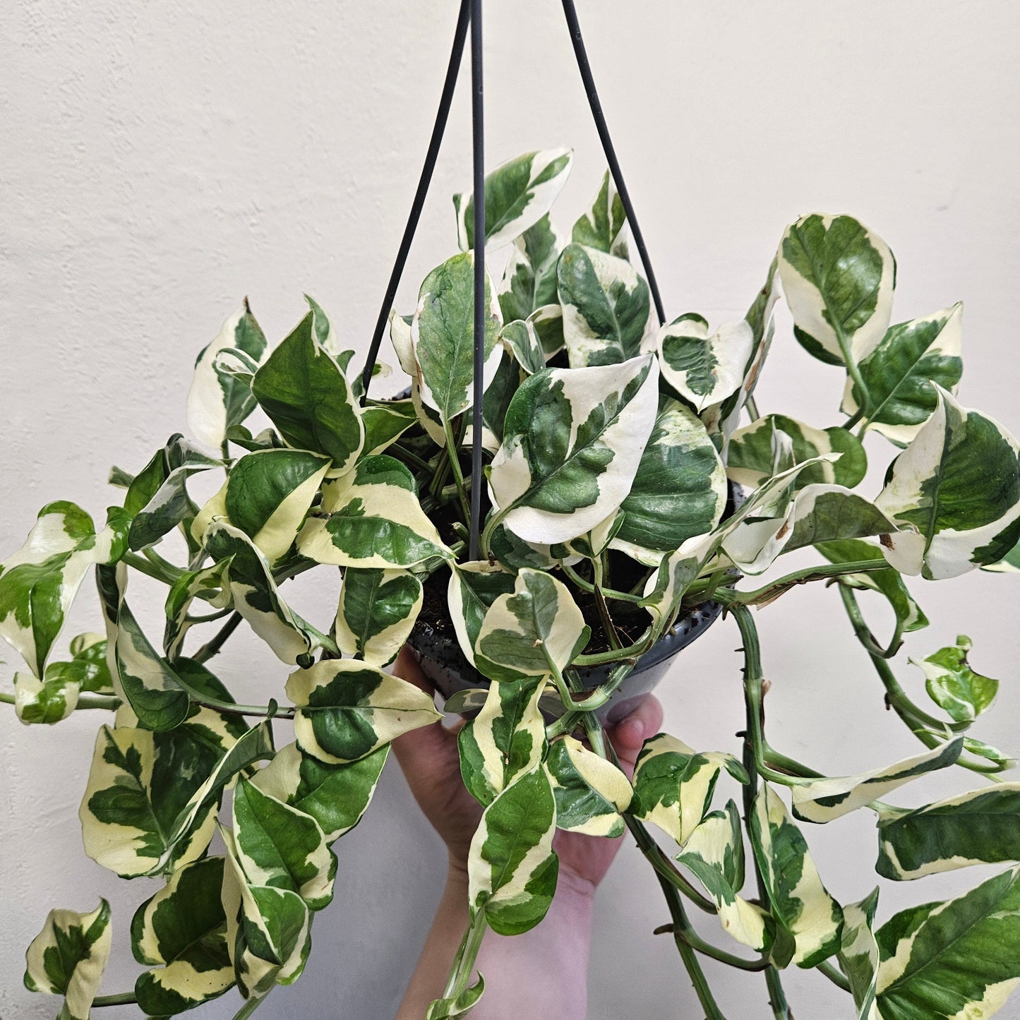 Epipremnum aureum 'N joy' (Pothos/ Devils Ivy)