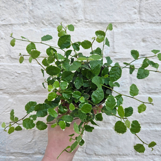 Ficus pumila 'White Sunny' (Creeping Fig)