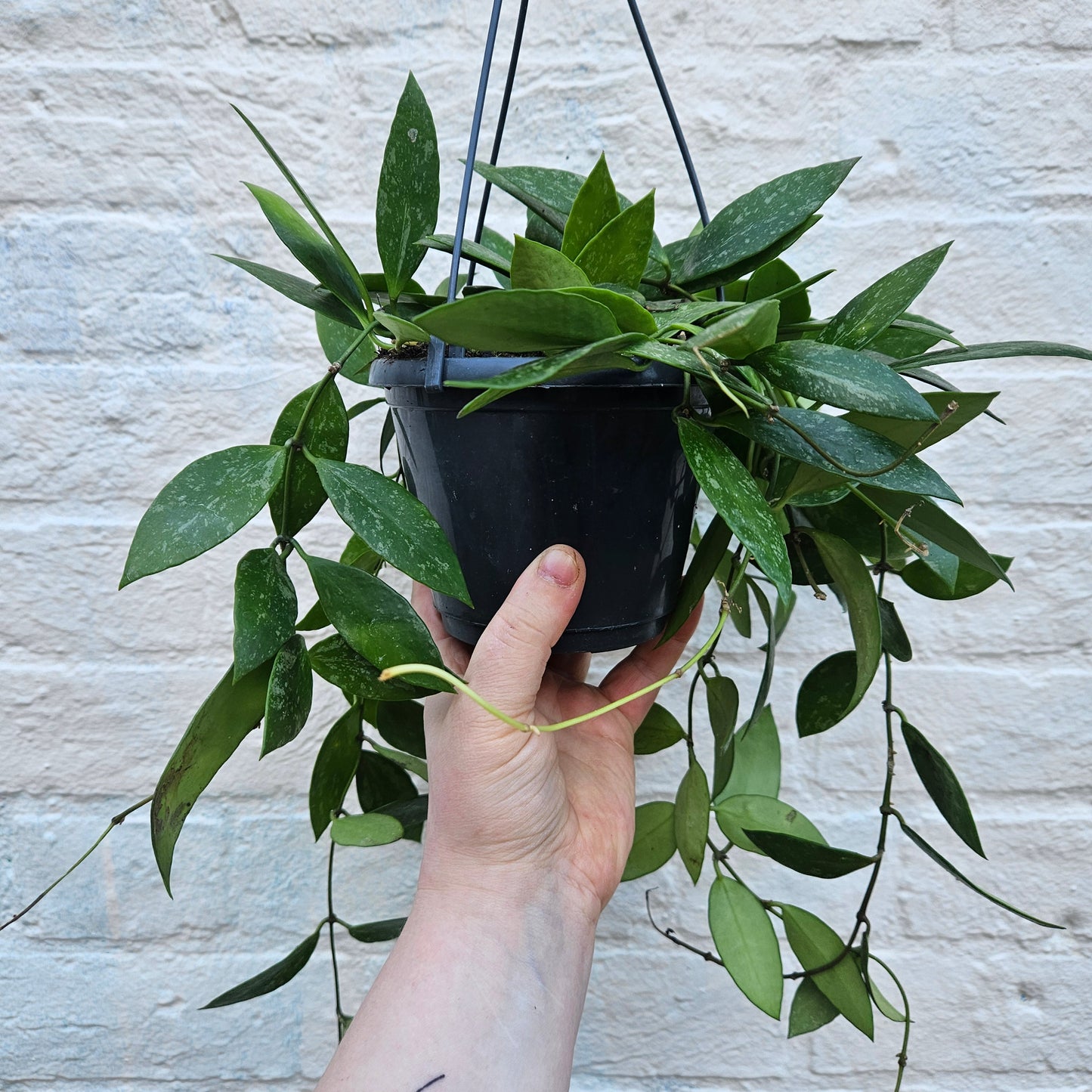 Hoya carnosa 'Gracilis' (Waxflower)