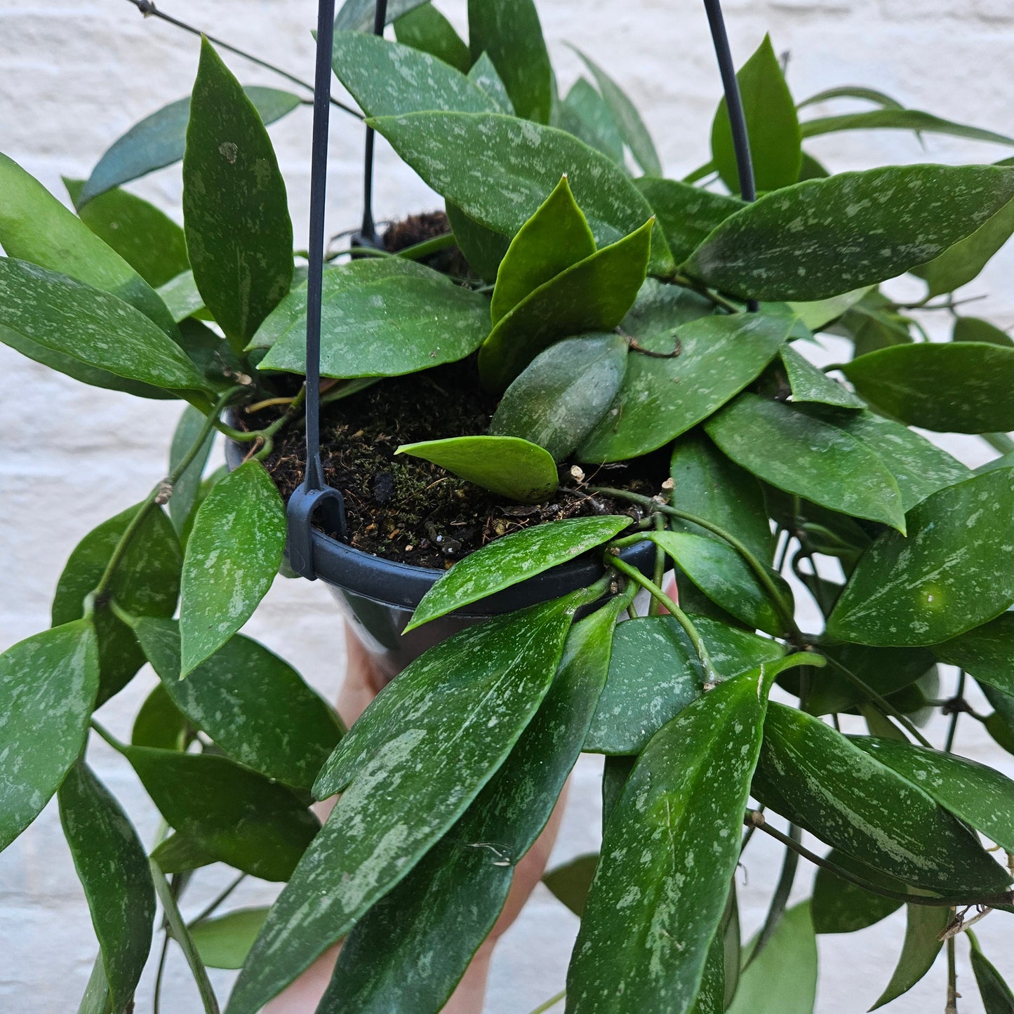 Hoya carnosa 'Gracilis' (Waxflower)