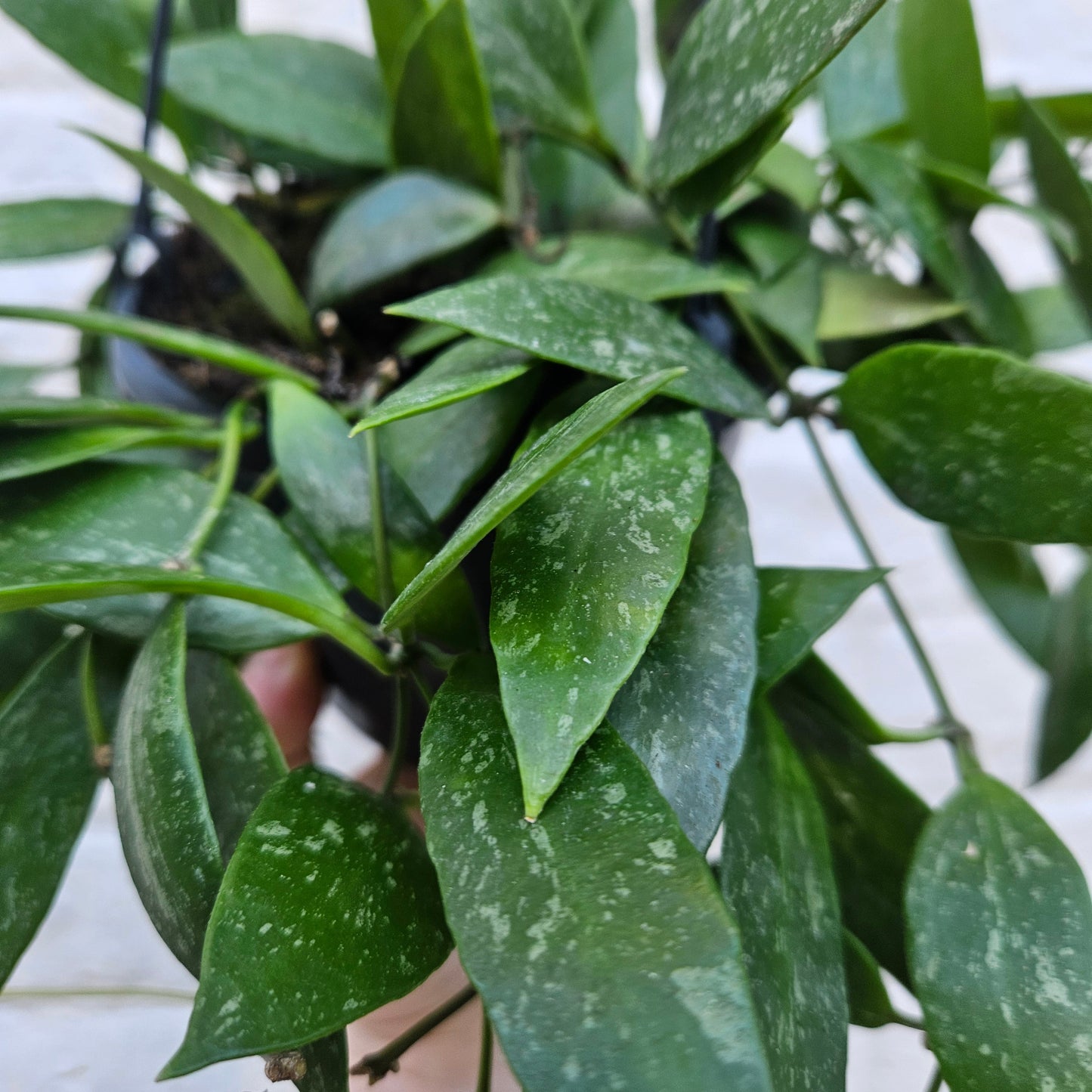 Hoya carnosa 'Gracilis' (Waxflower)