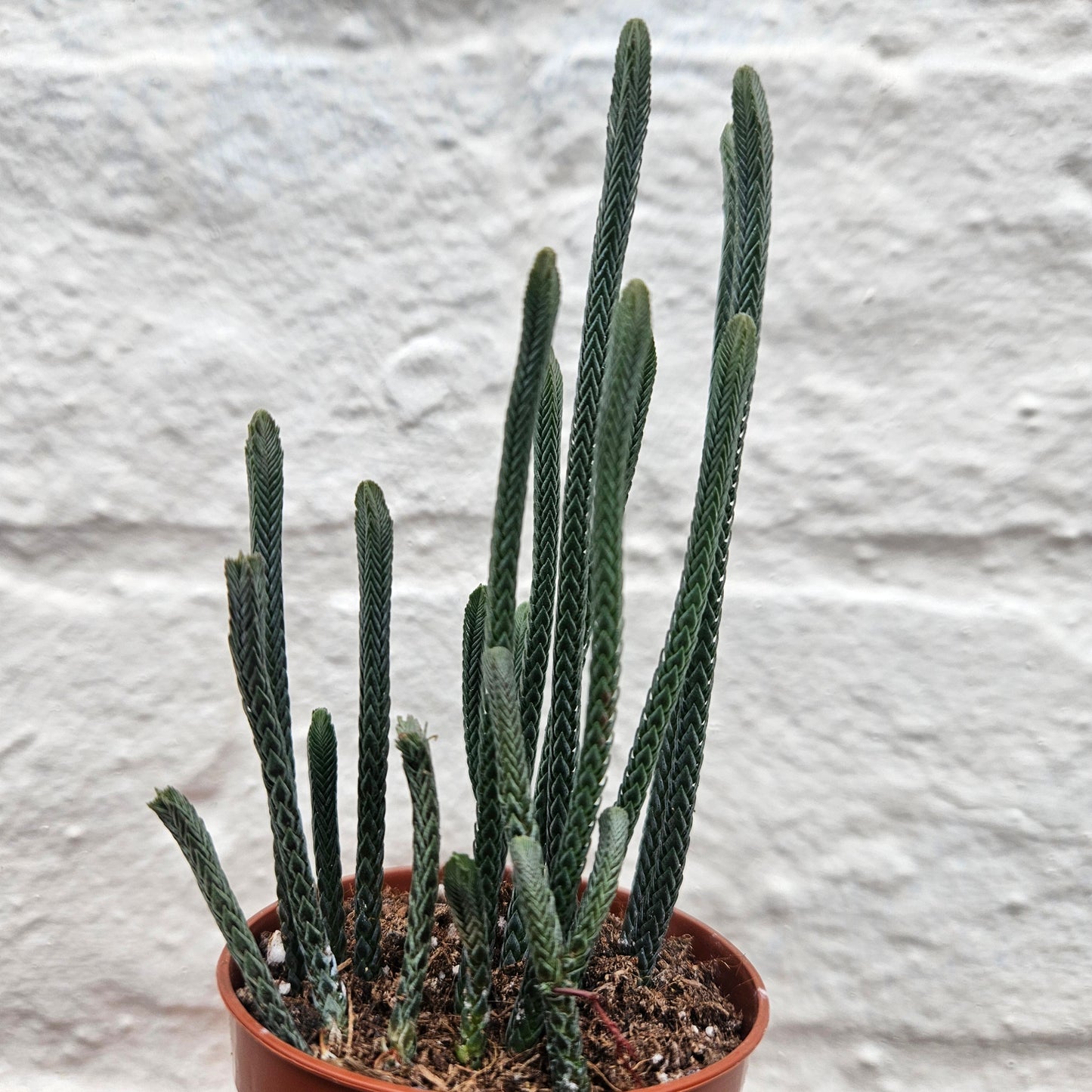 Crassula lycopodioides 'Harmony in Green' (Shoelace / Watchchain Plant- Succulent)