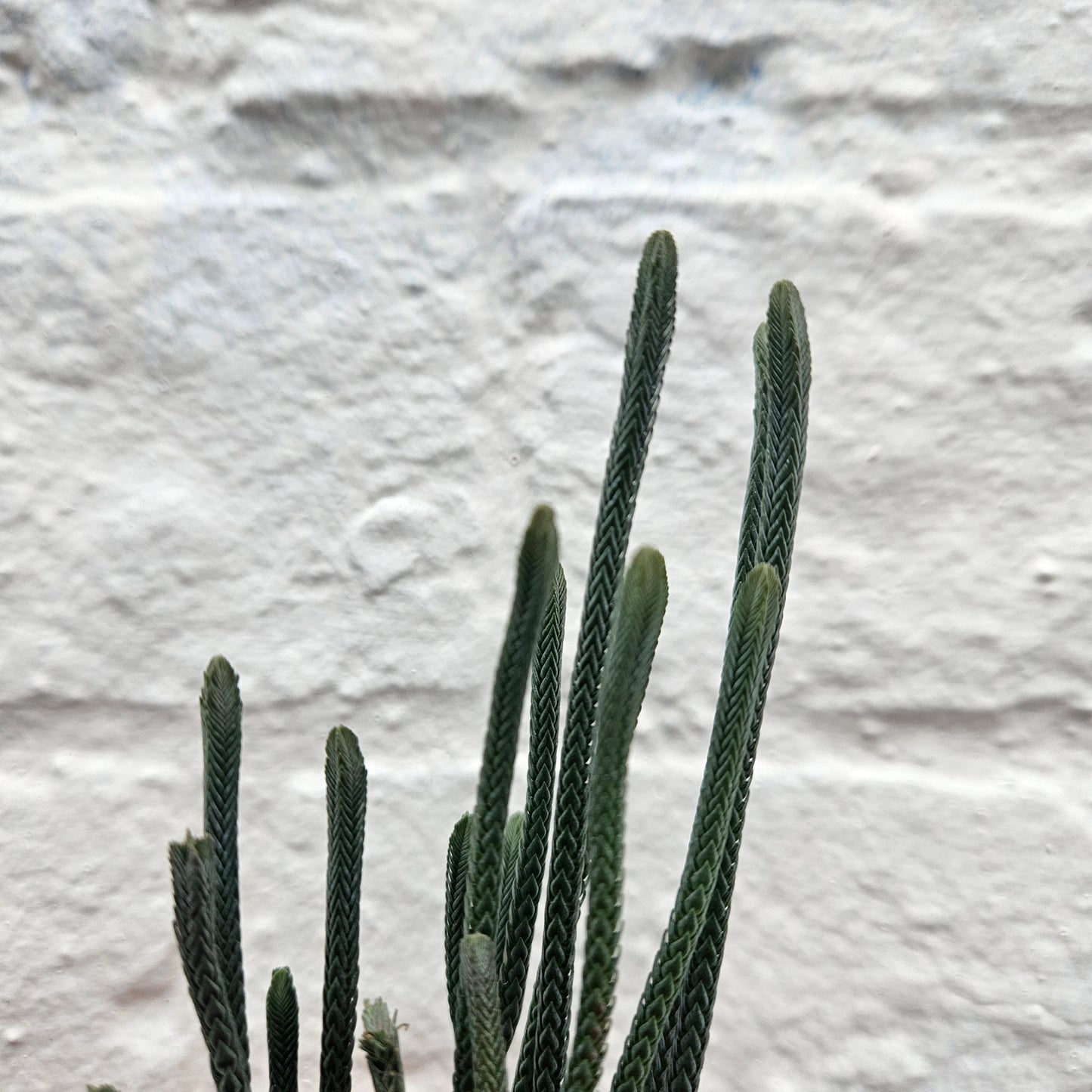 Crassula lycopodioides 'Harmony in Green' (Shoelace / Watchchain Plant- Succulent)