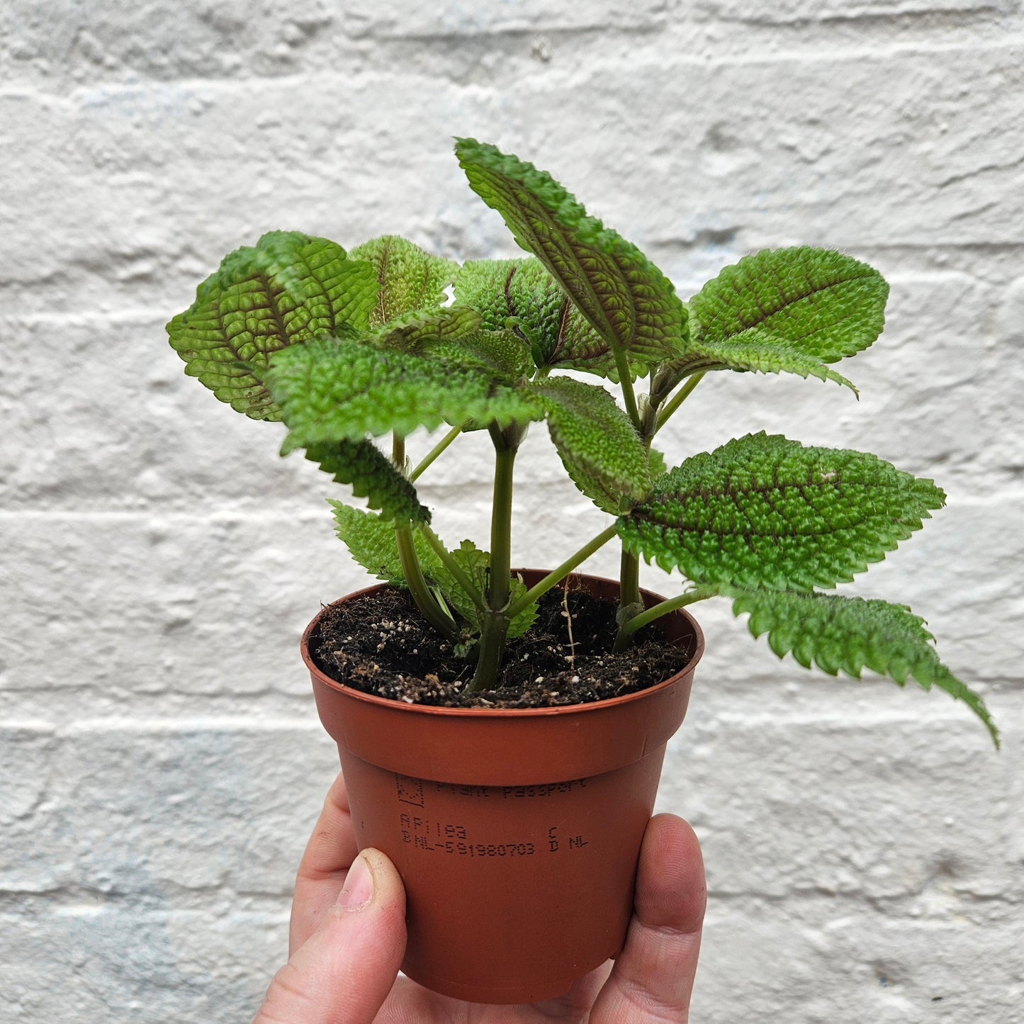 Pilea involucrata 'Moon Valley' (Moon valley pilea)