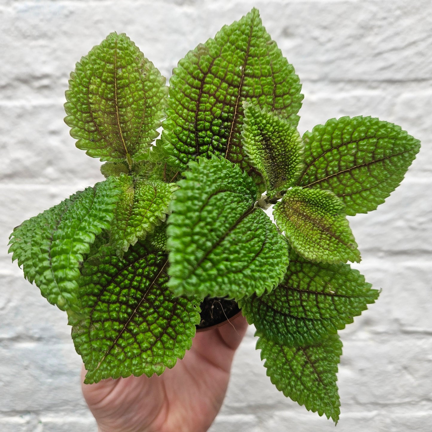 Pilea involucrata 'Moon Valley' (Moon valley pilea)