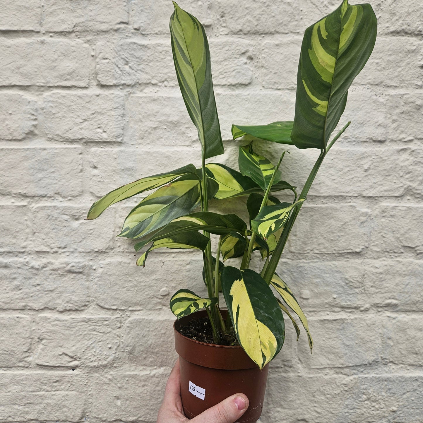 Ctenanthe pilosa 'Mosaic' (Prayer plant)