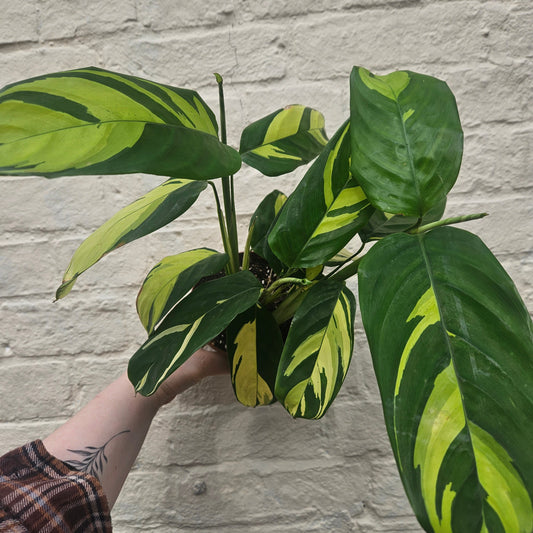 Ctenanthe pilosa 'Mosaic' (Prayer plant)
