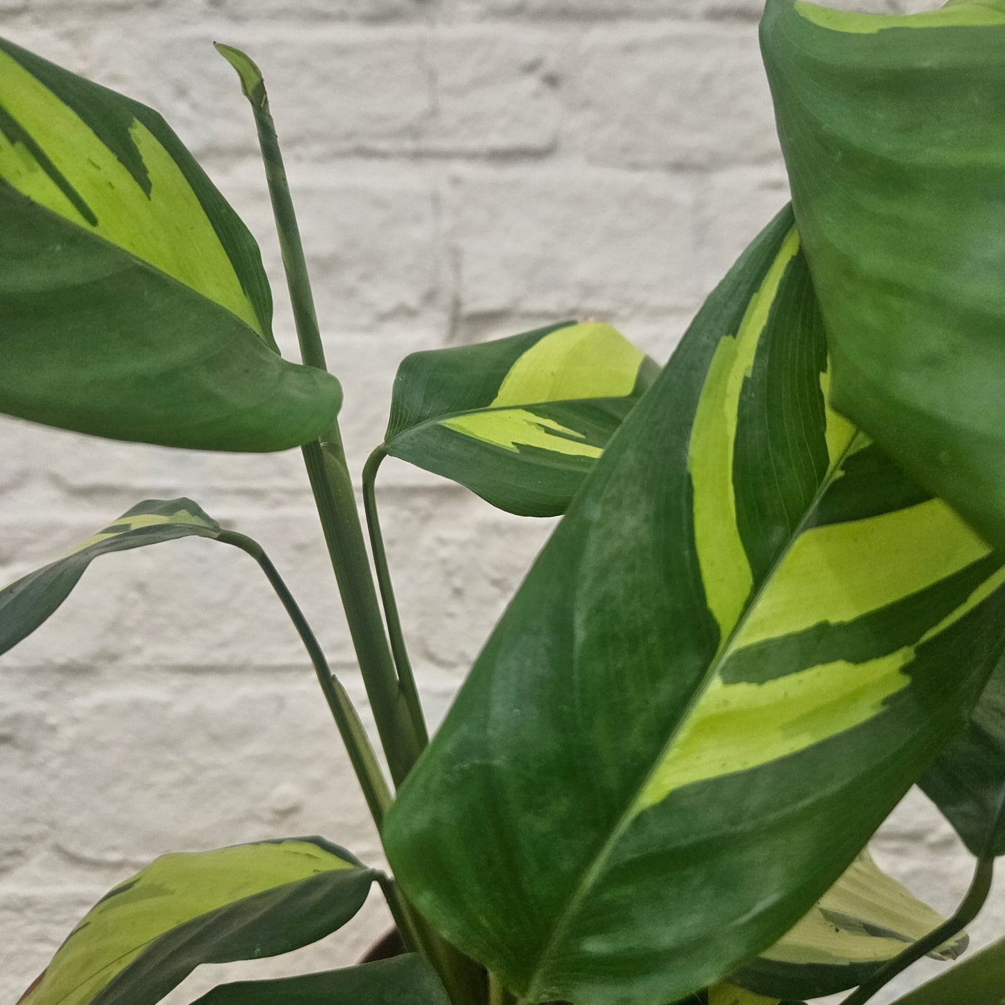 Ctenanthe pilosa 'Mosaic' (Prayer plant)