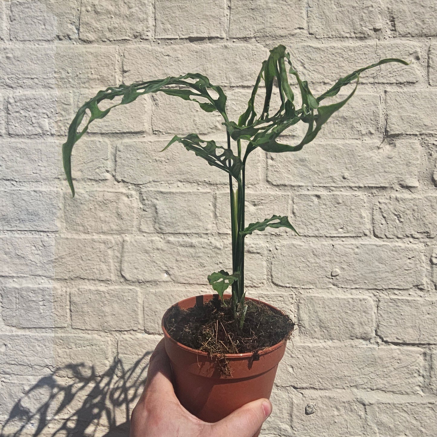 Monstera obliqua 'Peru Form' (Swiss Cheese Vine) - RARE