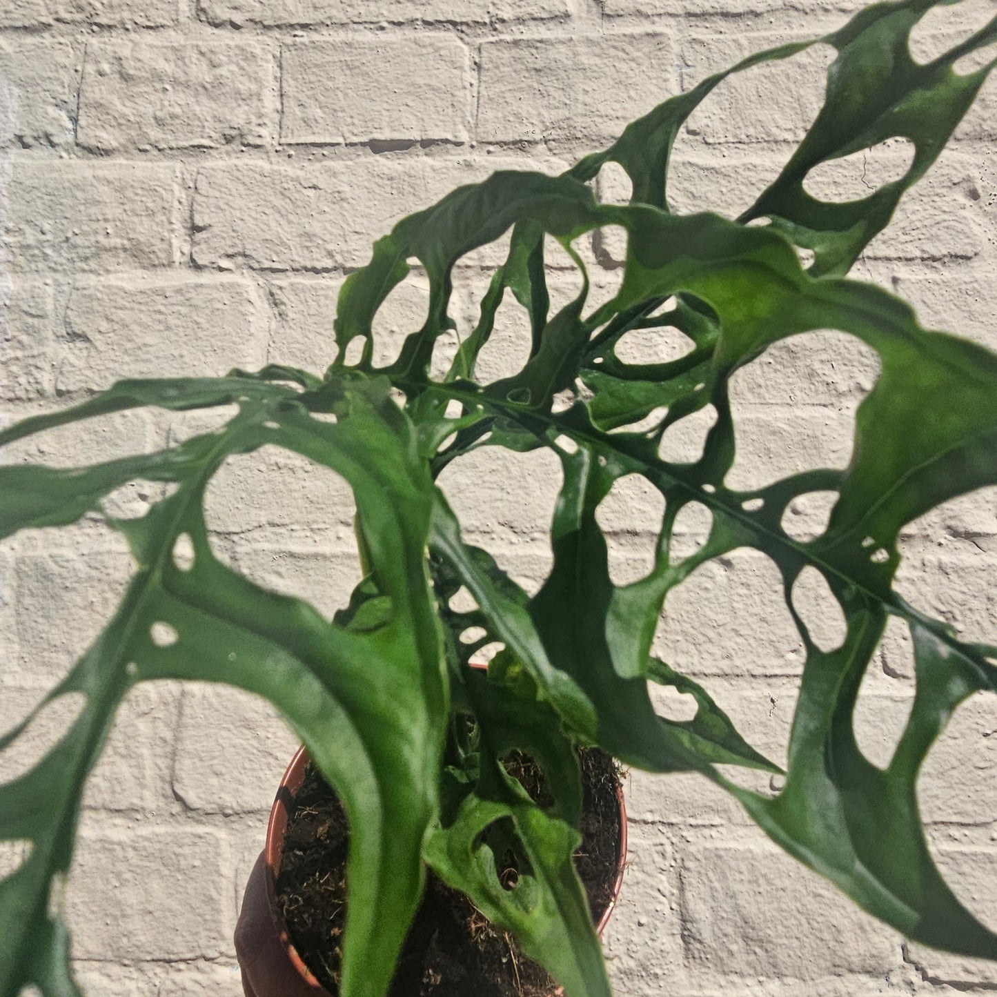 Monstera obliqua 'Peru Form' (Swiss Cheese Vine) - RARE