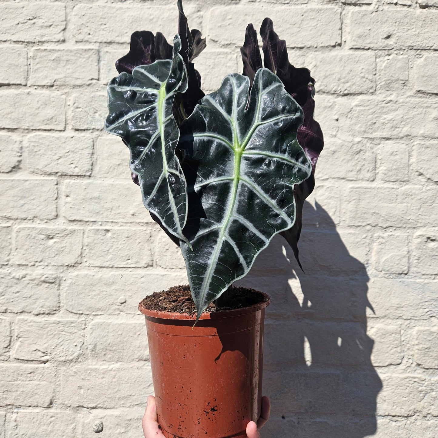 Alocasia amazonica 'Polly'