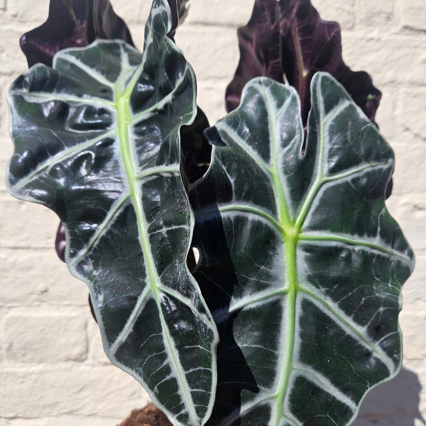 Alocasia amazonica 'Polly'