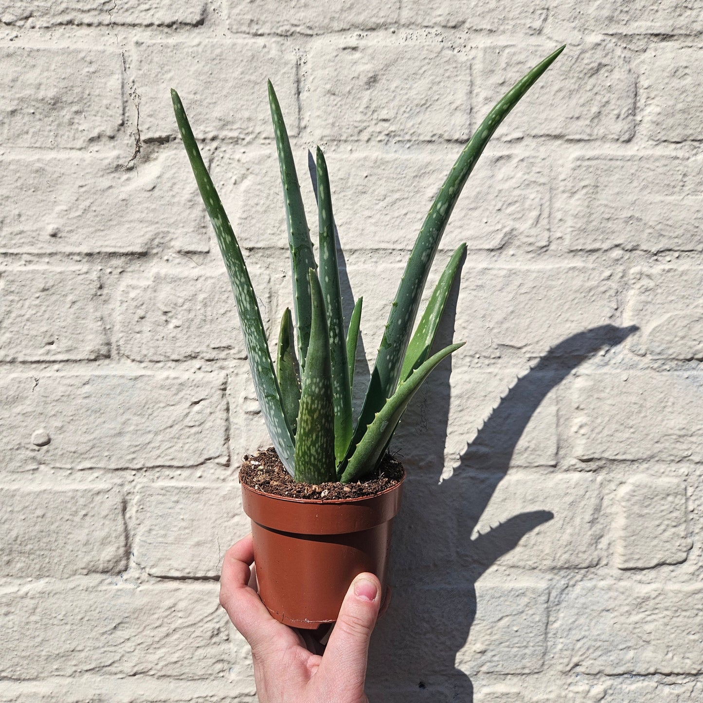 Aloe vera