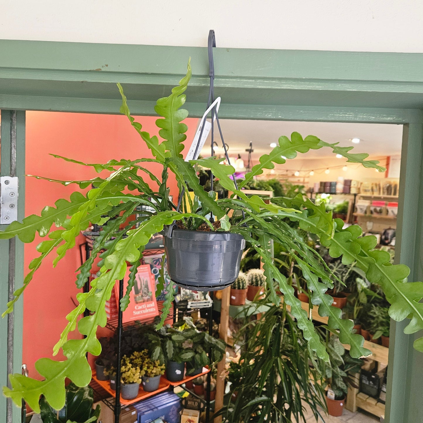 Disocactus anguliger syn. Epiphyllum anguliger (Fishbone Cactus)- Multiple sizes
