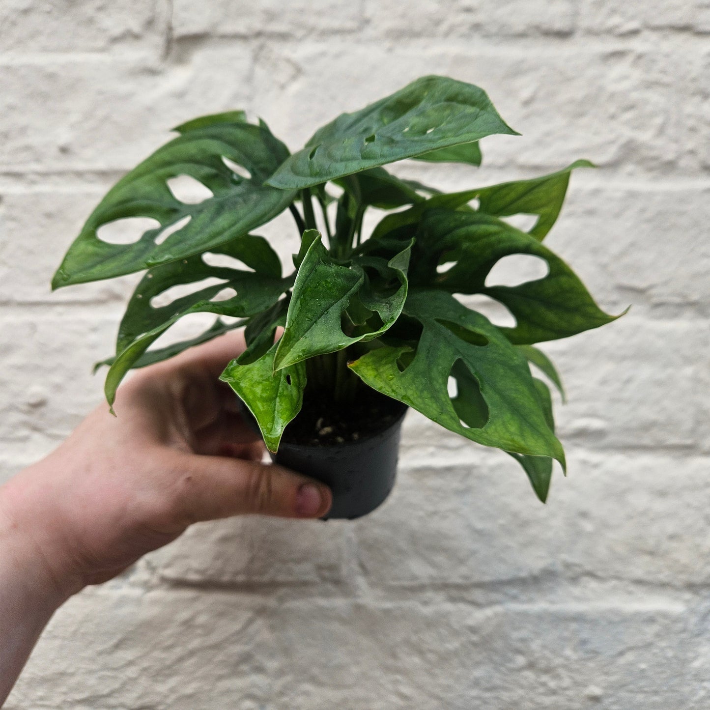 Monstera adansonii 'Monkey mask' (Cheeseplant) Various sizes available