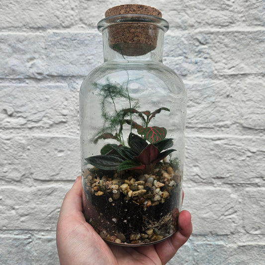 Medium closed terrarium with cork
