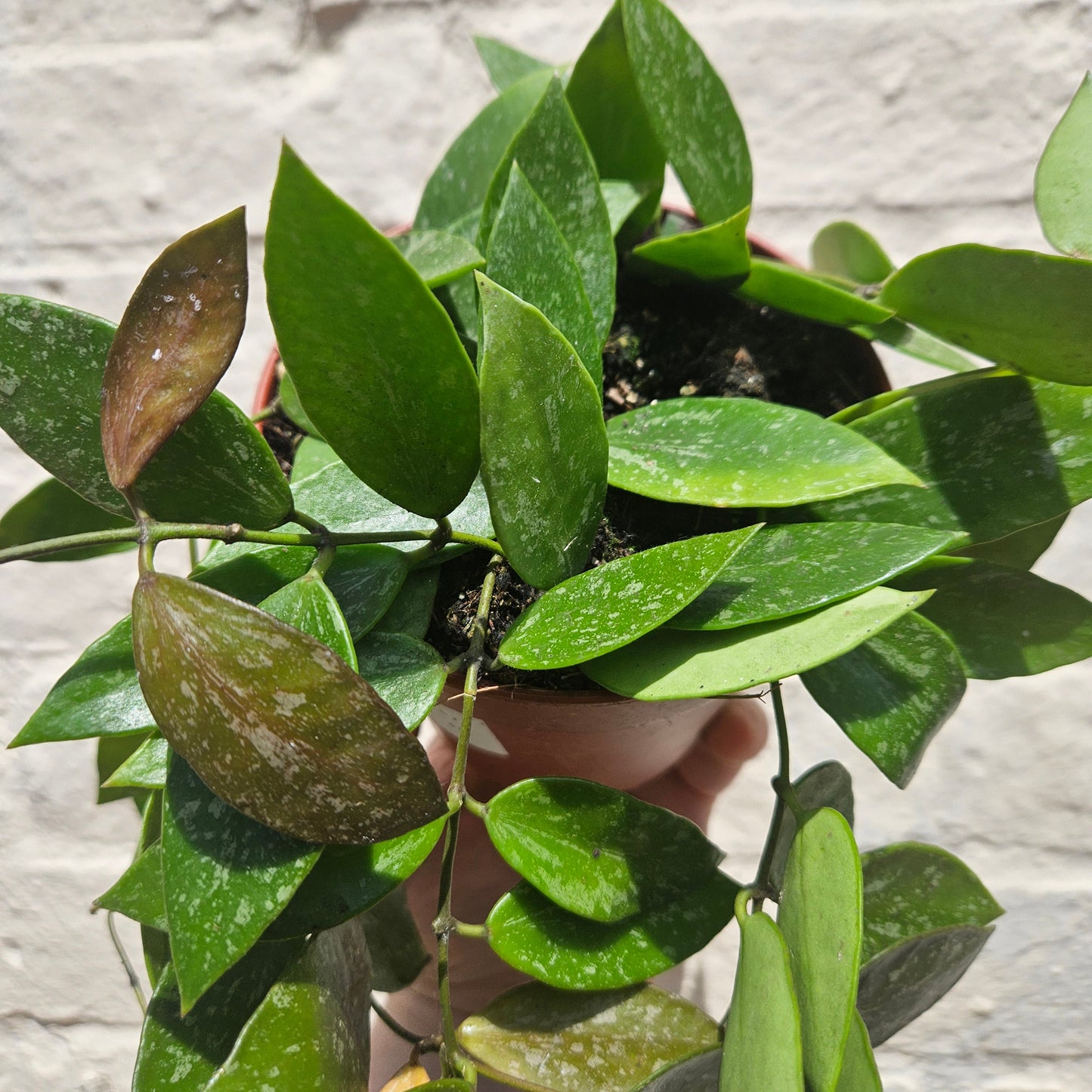 Hoya carnosa 'Gracilis' (Waxflower)