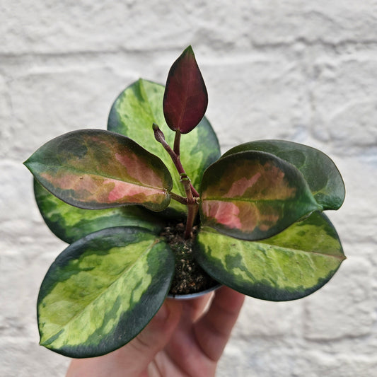 Hoya carnosa 'Tricolour' (Variegated Waxflower)