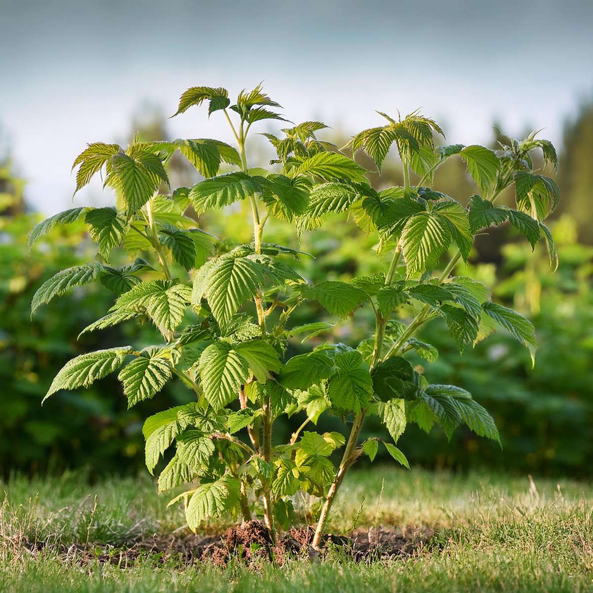 Raspberry plant - 4 pcs. - Rubus idaeus 'Malling Promise' - H50-60cm - ⌀15cm