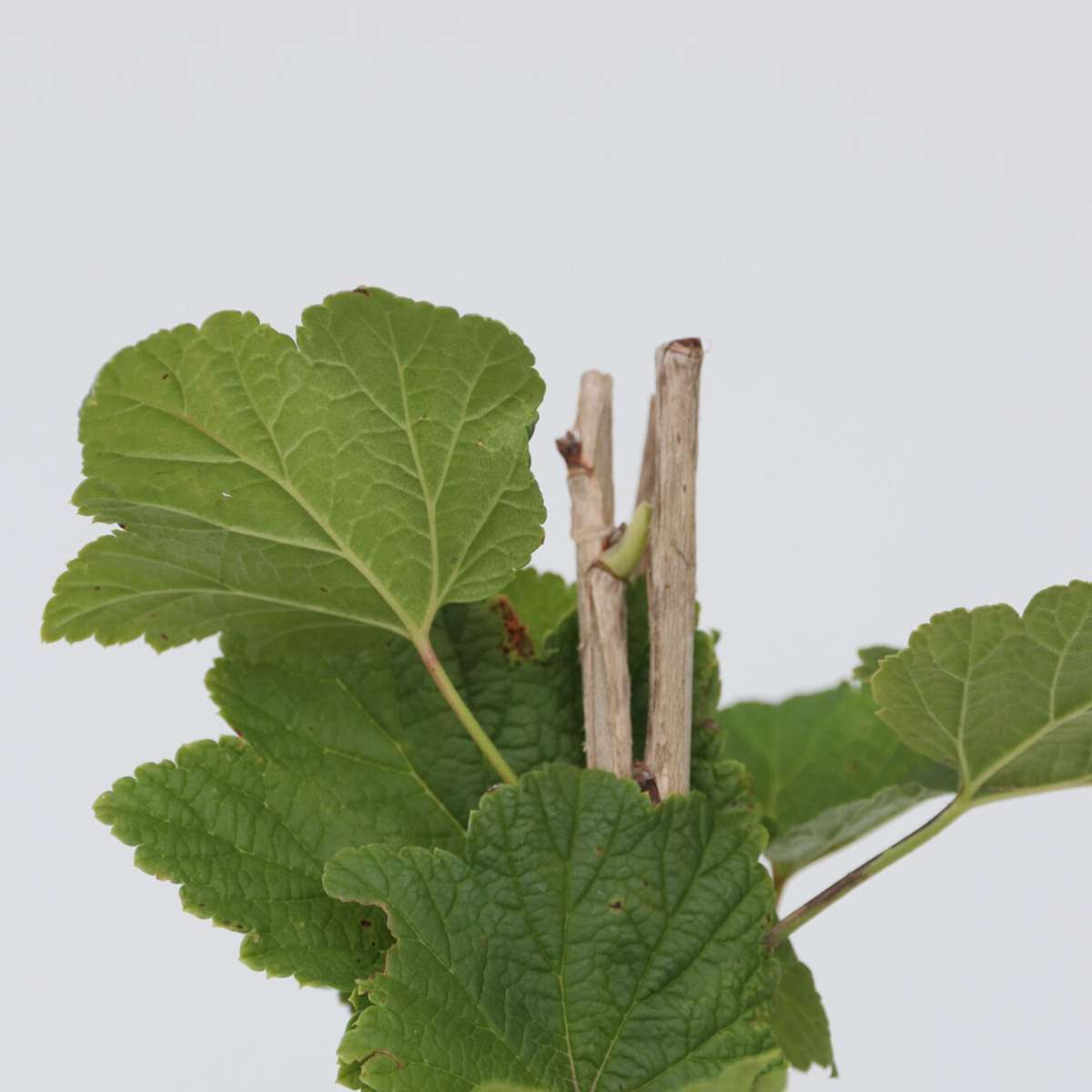 Currant plant - 2 pcs. - Ribes rubrum 'Jonkheer van Tets' - H50-60cm - ⌀15cm