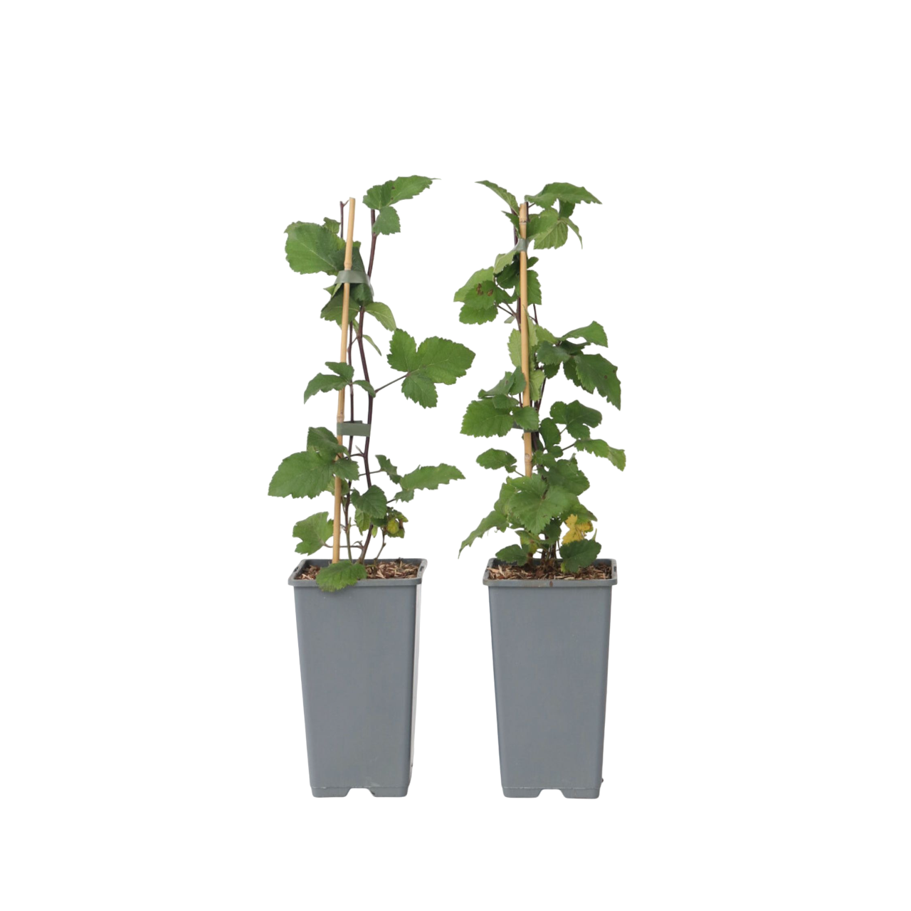 Currant plant - 2 pcs. - Ribes rubrum 'Jonkheer van Tets' - H50-60cm - ⌀15cm