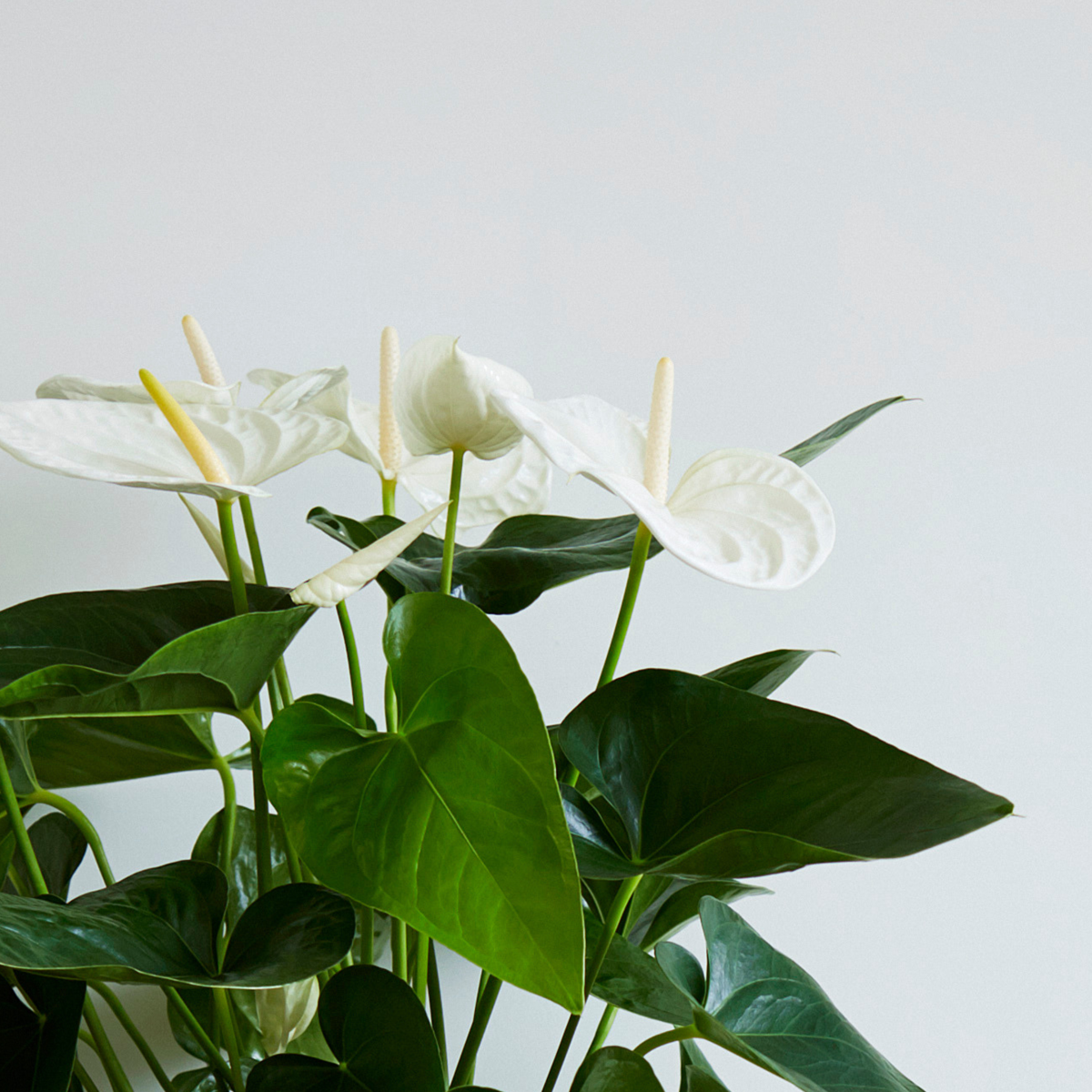 Laceleaf - Anthurium 'Alaska White' - Height 55-70cm - ø17cm