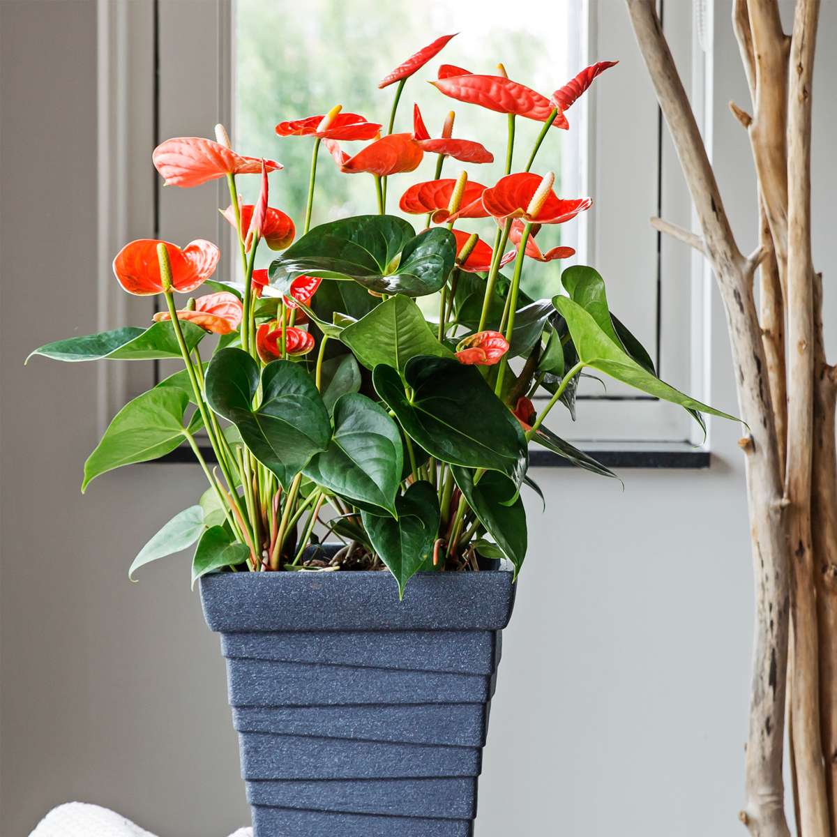 Laceleaf - Anthurium 'Madural Orange' - Height 55-70cm - ø17cm