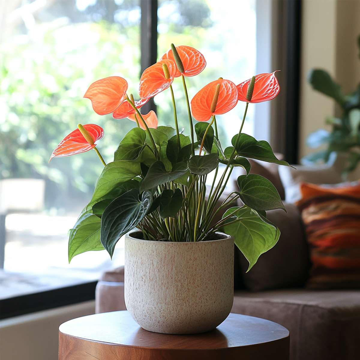 Laceleaf - Anthurium 'Madural Orange' - Height 55-70cm - ø17cm