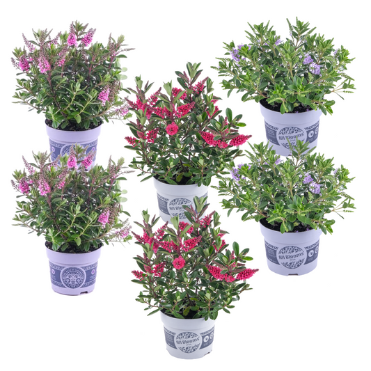 Evergreen Shrub - 6 pcs. - Hebe All Blooms - Height 30-35cm - ⌀13cm