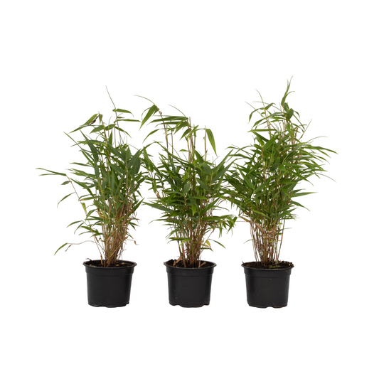 Dragonhead Bamboo - 3 pcs. - Fargesia rufa - Height 25-40cm - ⌀13cm